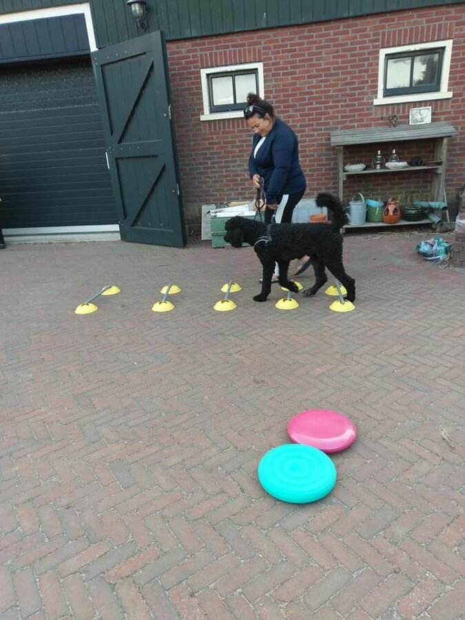 Hondentraining Noord Holland