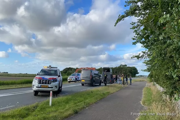 Ongeval met paardentrailer in Den Hoorn, paarden en bestuurders ongedeerd