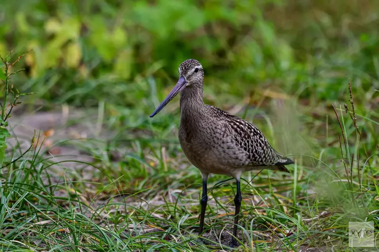 Natuurbeheerplan 2023: extra investeren in weidevogelgebieden in Noord-Holland