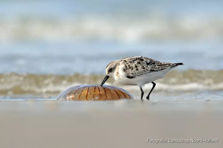 Ga mee met de Groene Strand-expeditie bij Paal 9 op Texel