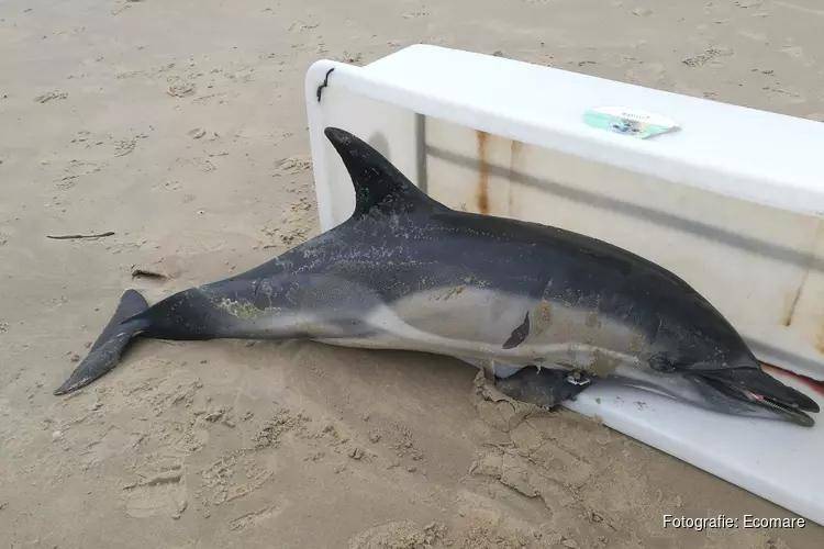 Gewone dolfijn dood aangespoeld op Texel