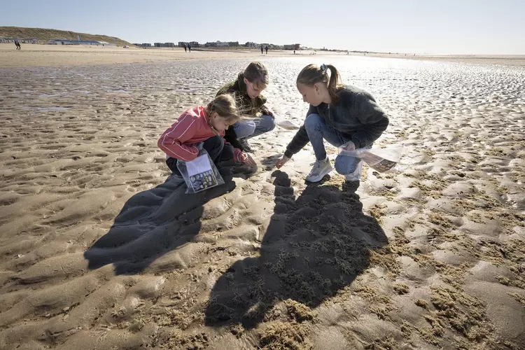 Schelpen tellen en determineren bij Ecomare