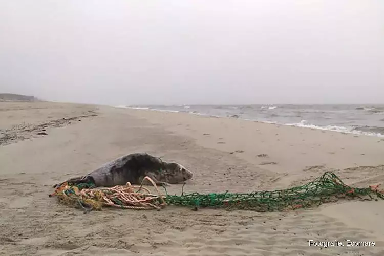 Zeehond verlost van net