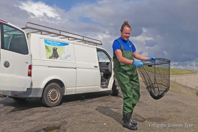 Ecomare brengt opgevangen doornhaai naar zee