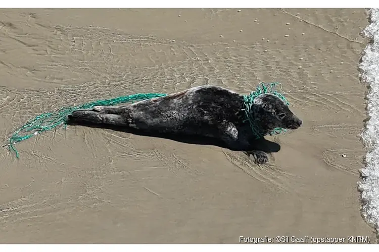 Verstrikte zeehond bevrijd door Ecomare en KNRM