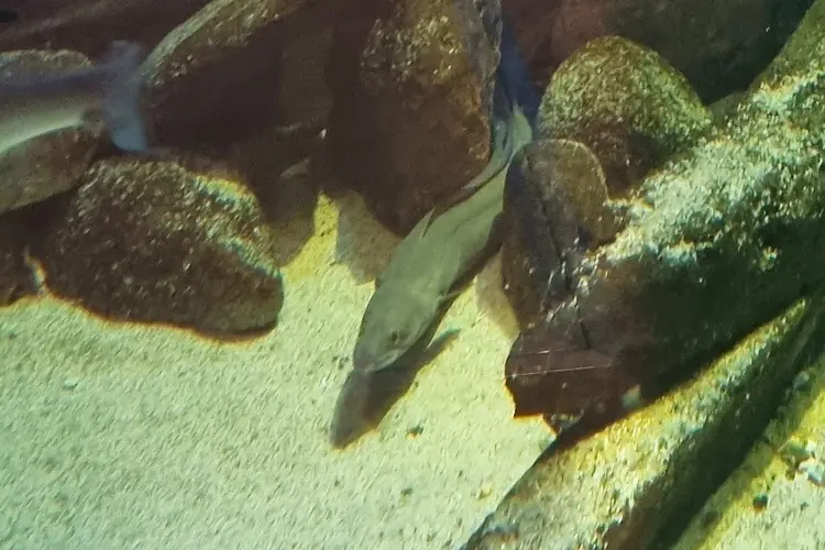 Nieuw in het Zeeaquarium van Ecomare: kongeralen