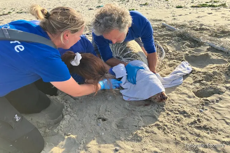 Zeehond verlost van vishaken en visdraad