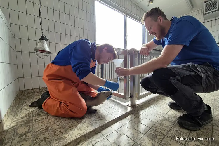 Een levensechte oefenzeehond voor Ecomare