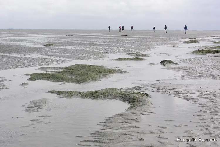 Ecomare blij met subsidie voor Programma Gastheerschap Waddengebied