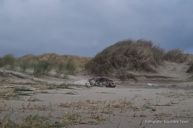 Ecomare op scherp vanwege storm