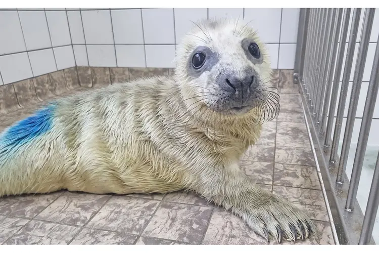 Eerste pup grijze zeehond in opvang Ecomare