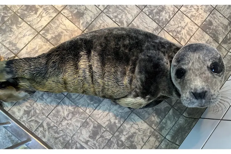 Zeehond met afval in maag in opvang Ecomare