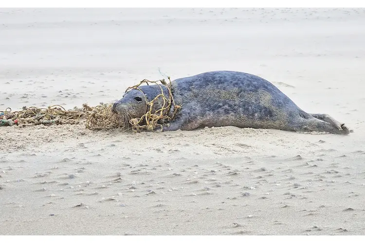 Ecomare haalt verstrikte zeehond van strand