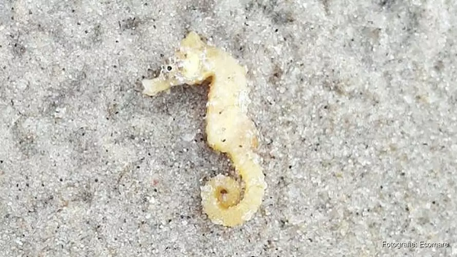 Texelaar vindt bijzonder zeepaardje op het strand