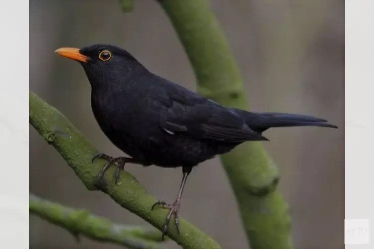 Steeds minder merels in Nederlandse tuinen