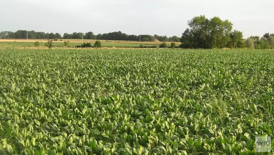 Texelse oogst in gevaar door extreme droogte: "Naar boven kijken en hopen"