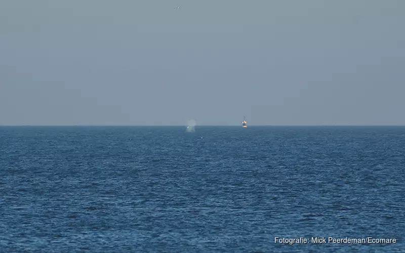 Walvis gezien voor de kust van Texel