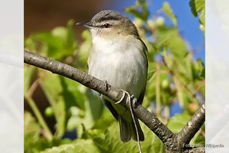 Texel overspoeld door honderden vogelaars: &#39;verdwaalde&#39; Amerikaanse zangvogel gespot