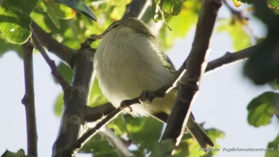 Honderden vogelaars zoeken naar zeldzame roodoogvireo