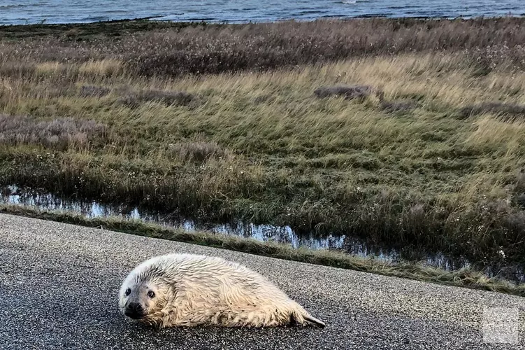 Eerste pasgeboren grijze zeehond op Texel