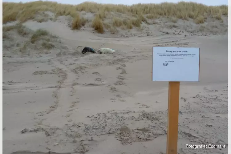 Commotie om gezonde zeehonden