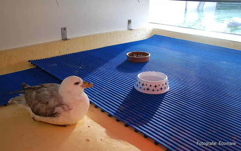 Verwaaide vogels in opvang bij Ecomare