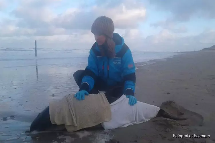 Wandelaar vindt levende bruinvis op strand van Texel