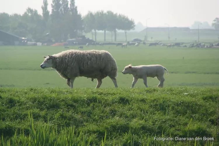 VVV Texel lanceert &#39;lammetjesradar&#39; voor toeristen