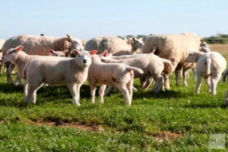 Lammetjeswandeltocht op 22 april