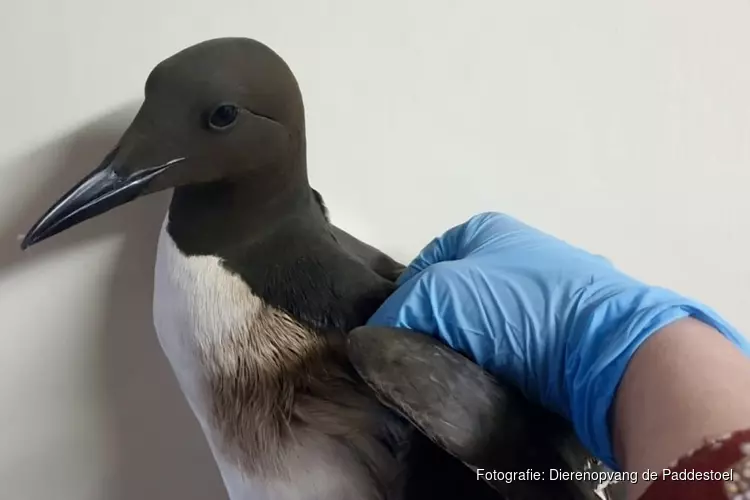 Vogelasiel vangt vervuilde vogels op na olievlek Texel