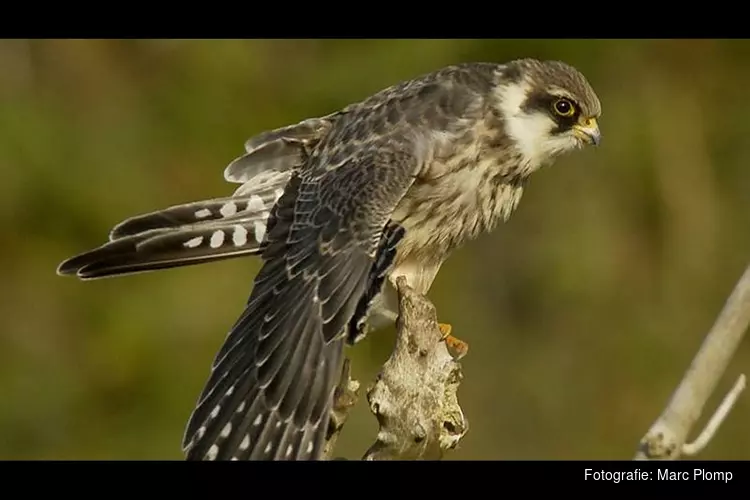 Dutch Birding-Vogelweekend