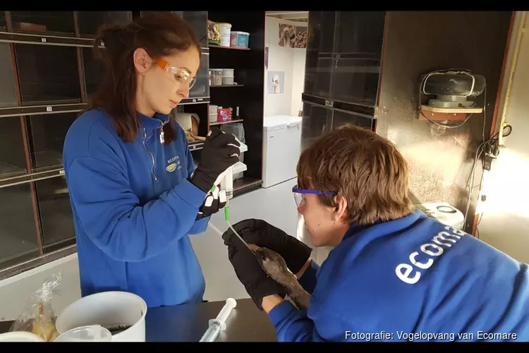 Ecomare op Waddenvogelfestival