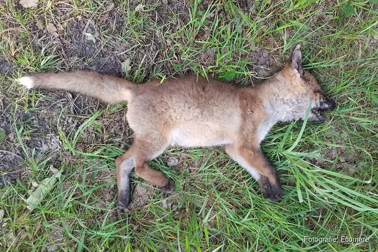 Dode vos in het Texelse bos