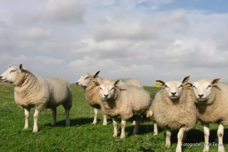 Dag van het Texelse schaap