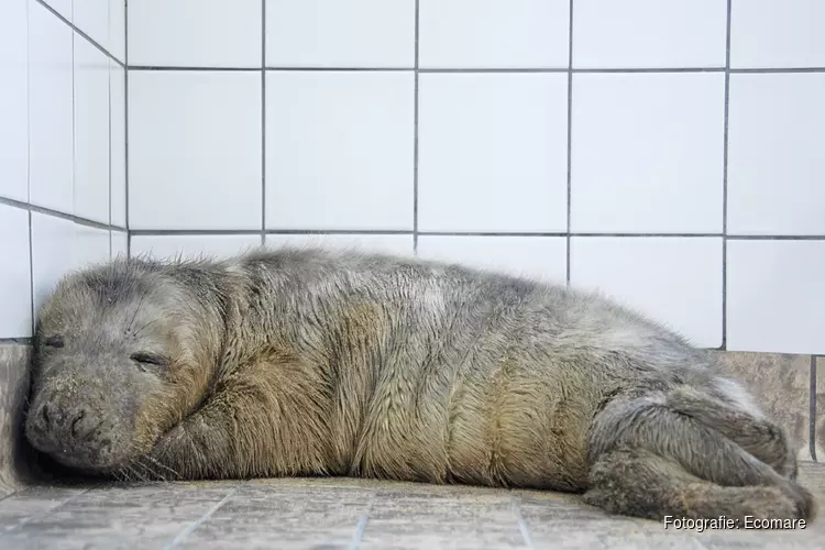 Eerste pup grijze zeehond in opvang Ecomare