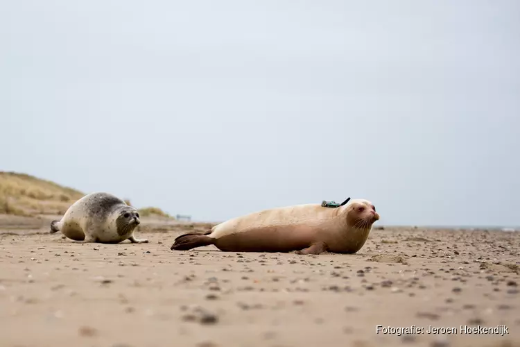 Albino zeehond met zender naar zee