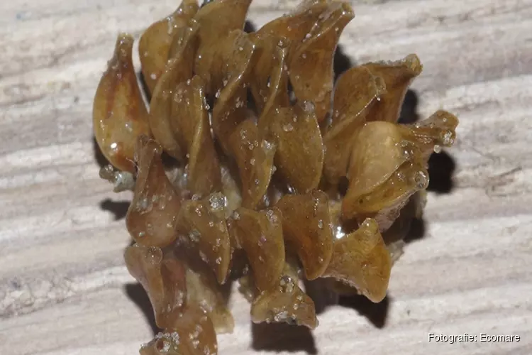 Sporen roofslak aangetroffen op Texel: oesters in Waddenzee mogelijk in gevaar