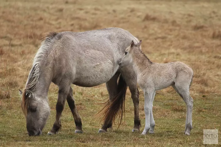 Konikpaarden die dreigden te worden geslacht, mogen tóch op Texel blijven
