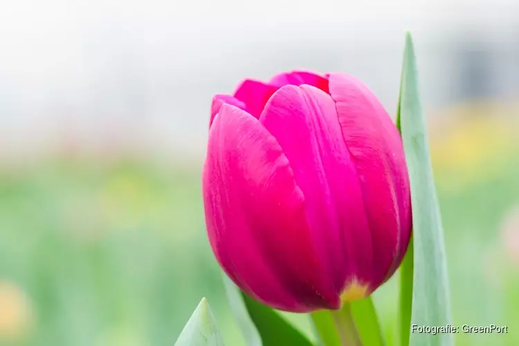 Tuinbouw Battle voor het eerst op Texel