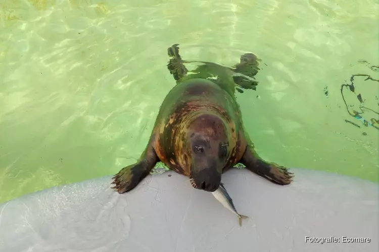 Makrelen voor de zeehonden van Ecomare