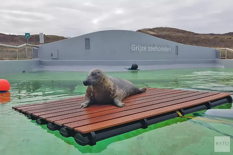 Een vlot voor de grijze zeehonden