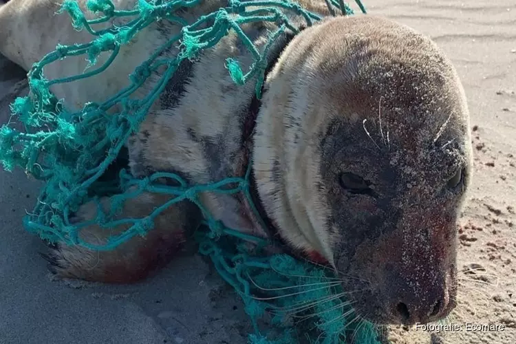 In visnet gewikkelde zeehond Droppie weer opgeknapt en terug naar zee