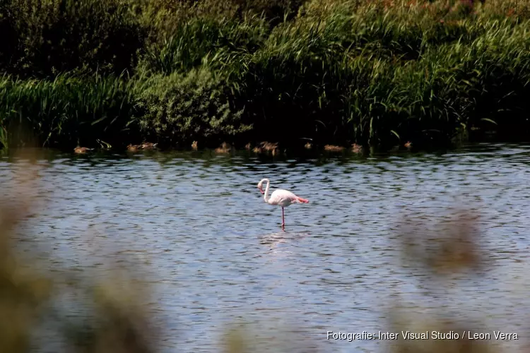 Flamingo op Texel verhuist van plek