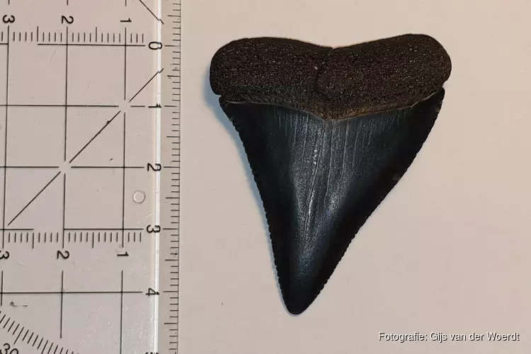 Een zwarte tand van een witte haai op Texel