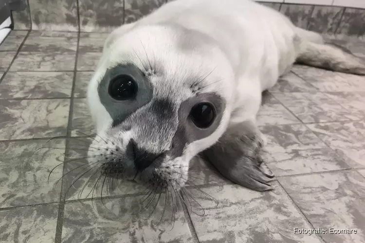 Pasgeboren zeehond in opvang Ecomare