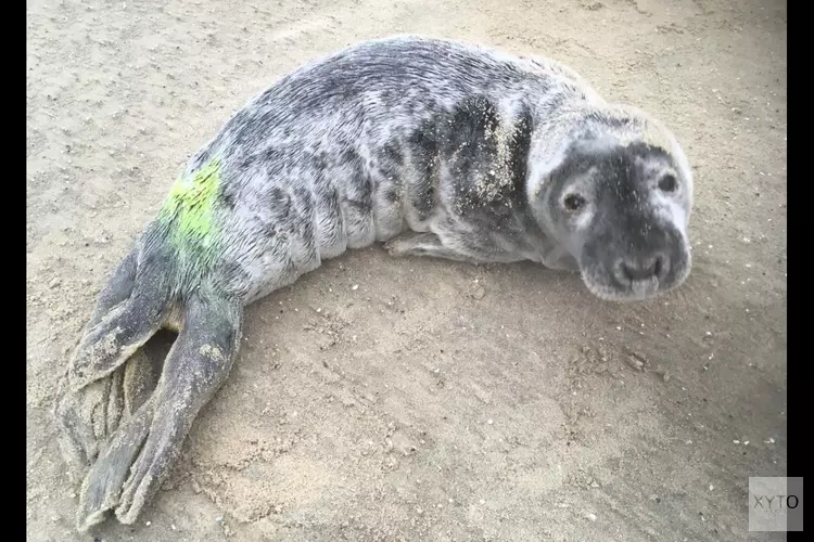 Eerste jonge grijze zeehond opgevangen bij Ecomare