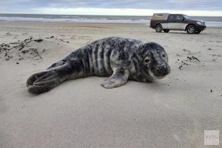 Houd afstand van jonge zeehonden op het strand