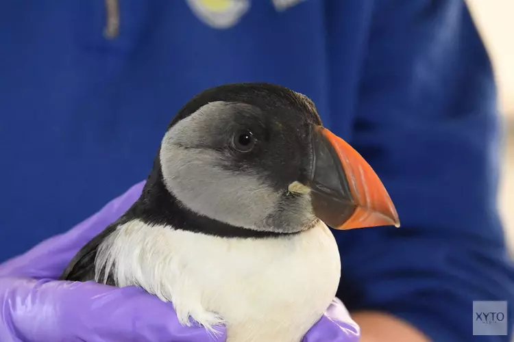 Opnieuw papegaaiduiker bij Ecomare