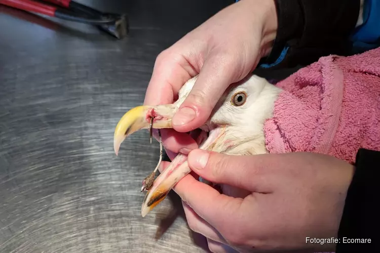 Grote mantelmeeuw bevrijd van vishaak